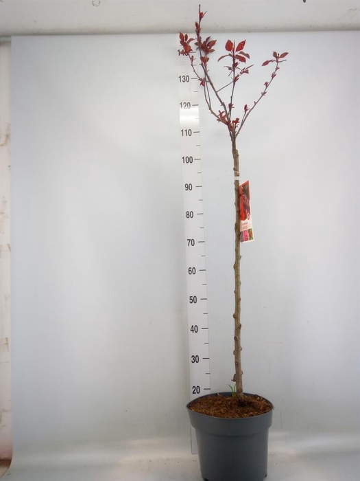 <h4>Malus  'Royalty'</h4>