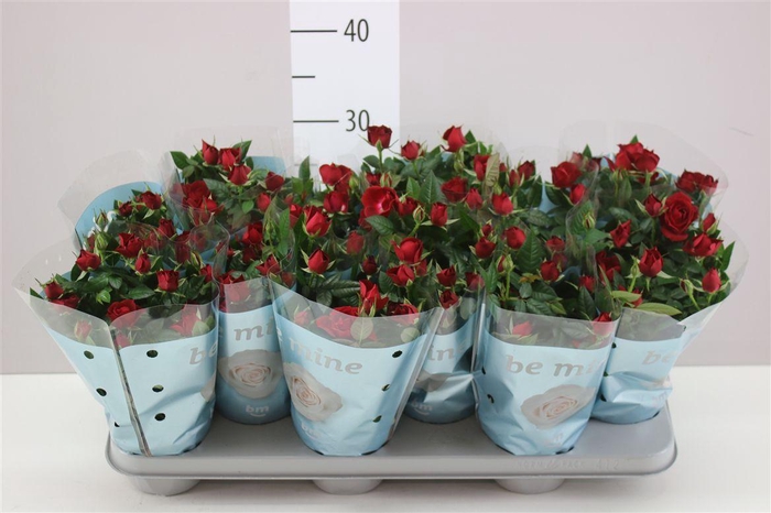 <h4>Rosa Jewel Rood</h4>