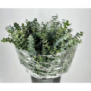 Euc. Baby Blue Short