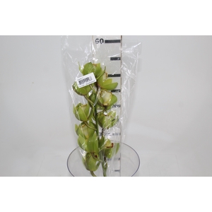 CYMBIDIUM HT MIN 9 FLS VERDE