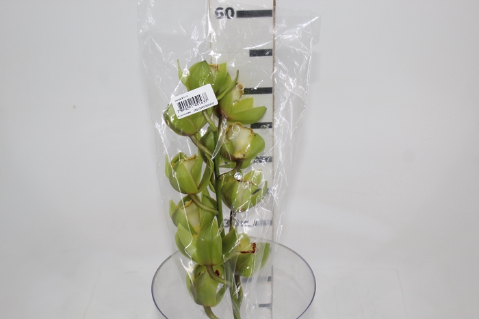 <h4>CYMBIDIUM HT MIN 9 FLS VERDE</h4>