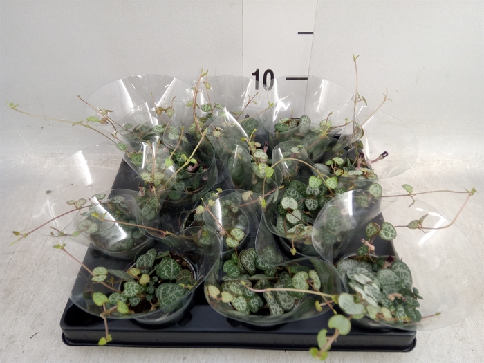 <h4>Ceropegia woodii ssp. woodii</h4>