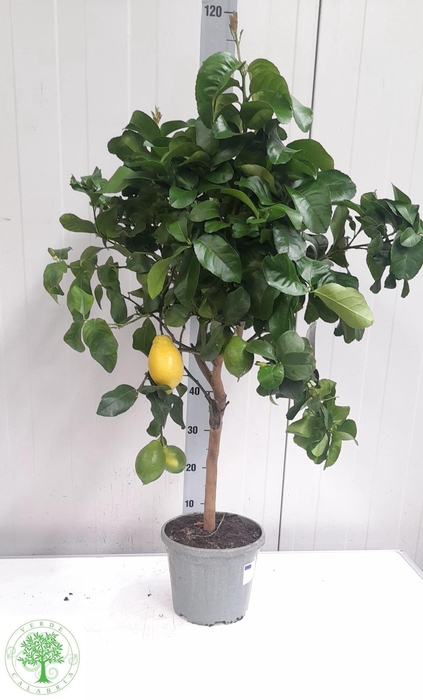 <h4>CITR LIMON</h4>