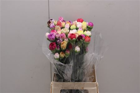 <h4>Di St Rainbow Mix</h4>