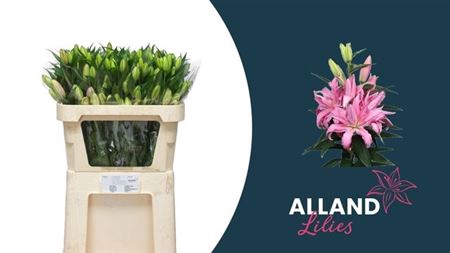 <h4>Li Or Du Diantha</h4>
