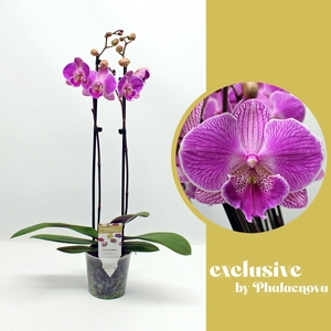 Royal Smile 2-tak 65cm (GROEN)