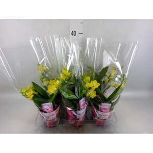 Phalaenopsis   ...yellow