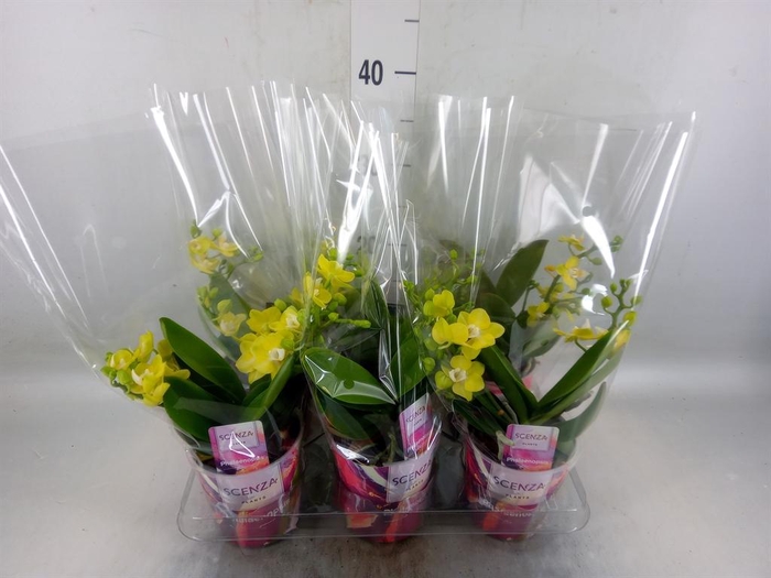 <h4>Phalaenopsis   ...yellow</h4>