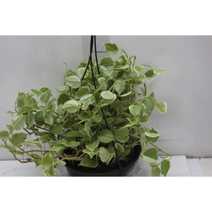 PEPEROMIA SCANDENS C21