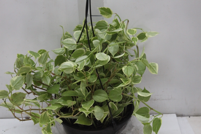 <h4>PEPEROMIA SCANDENS C21</h4>