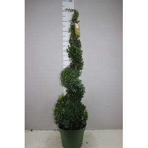 Buxus Semp X Spiraal