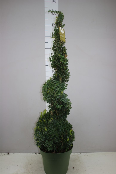 <h4>Buxus Semp X Spiraal</h4>