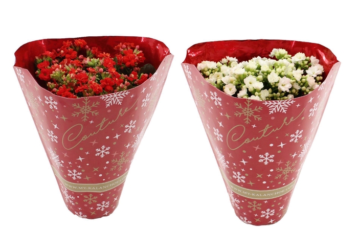 <h4>Kalanchoë 12 cm 2 color mix in Couture Christmas Metallic Red sleeve</h4>