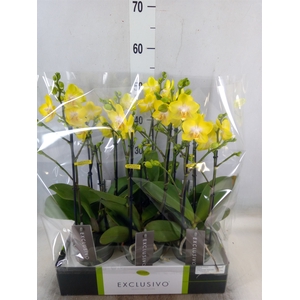 Phalaenopsis multi. 'Ant Arezzo'