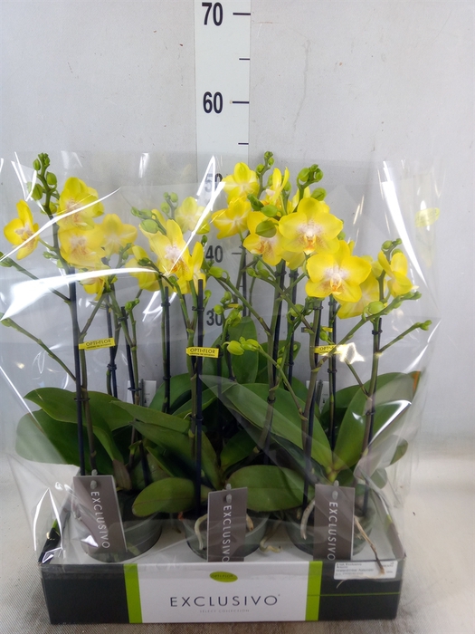 <h4>Phalaenopsis multi. 'Ant Arezzo'</h4>