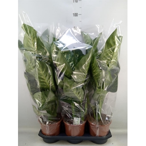 Dieffenbachia seg. 'Tropic Snow'