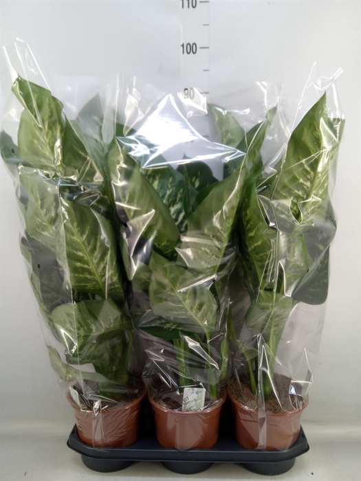 <h4>Dieffenbachia seg. 'Tropic Snow'</h4>