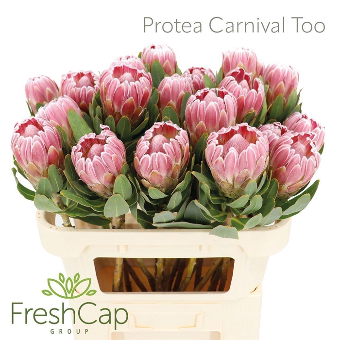 <h4>PROTEA CARNIVAL</h4>