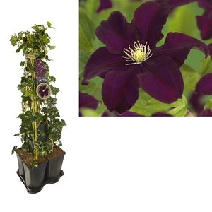 1 m. privacy mix Hedera + Clematis 'Warszawska Nike' +label