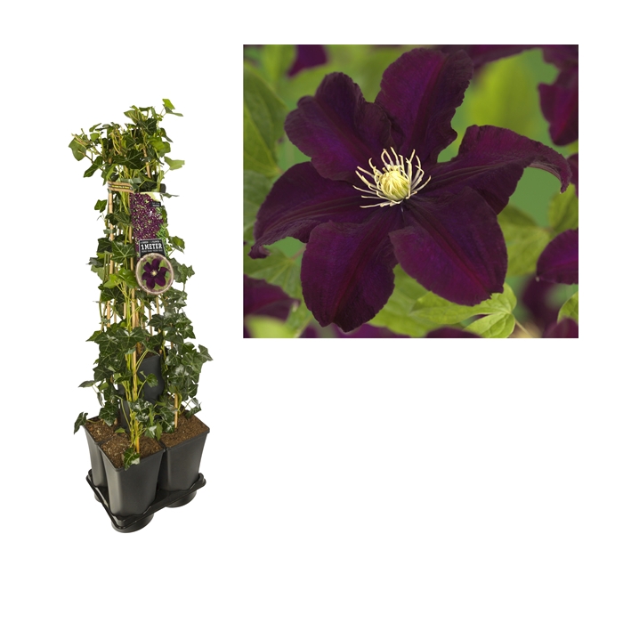 <h4>1 m. privacy mix Hedera + Clematis 'Warszawska Nike' +label</h4>