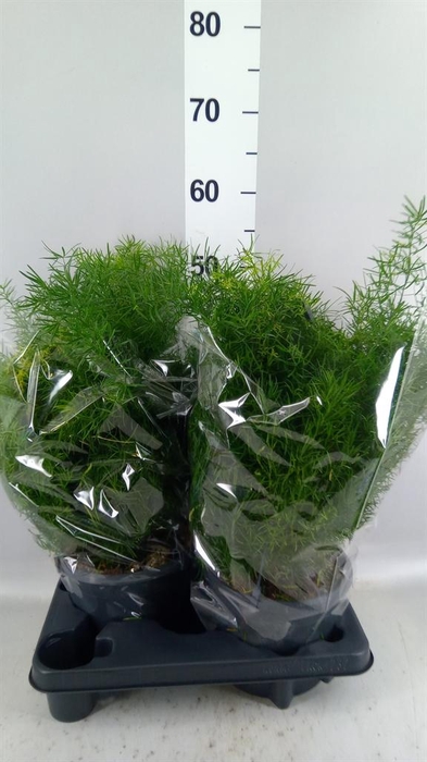 <h4>Asparagus dens. 'Sprengeri'</h4>