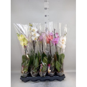 Phalaenopsis   ...mix