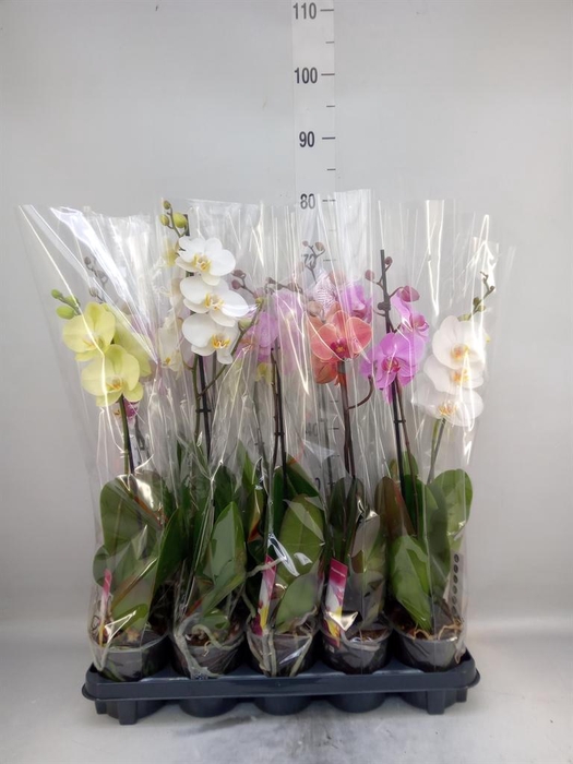 <h4>Phalaenopsis   ...mix</h4>