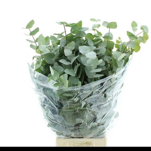 EUC CINEREA PER BOS