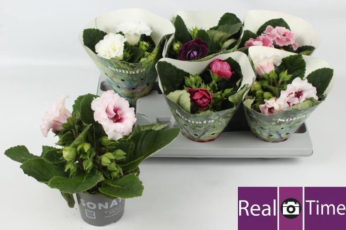 <h4>SINN SONATA GEM</h4>