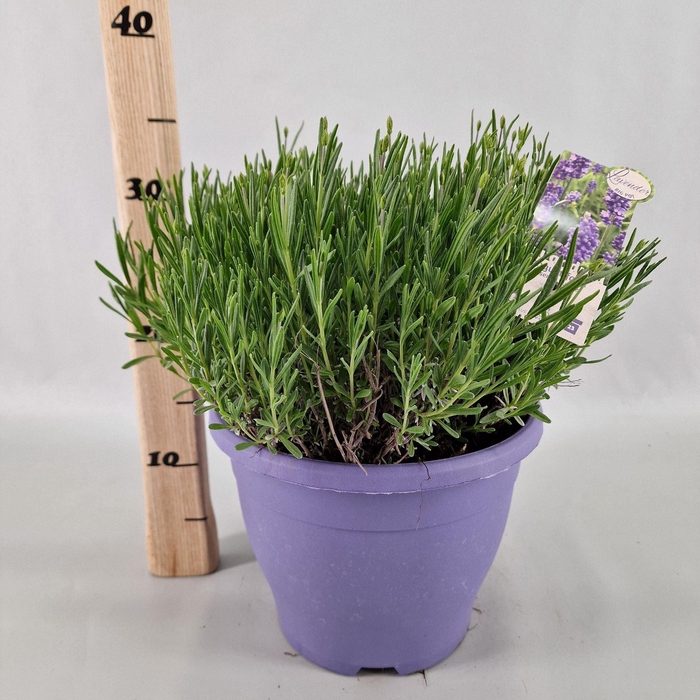 Lavandula angustifolia Essence Pur