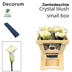 Zant Crystal Blush Small Box 50 Cm 40 St.