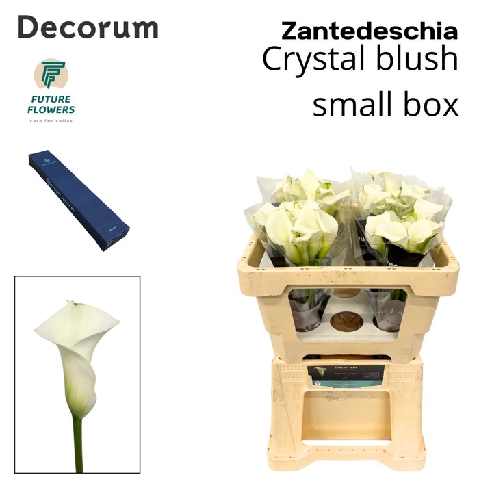 <h4>Zant Crystal Blush Small Box 50 Cm</h4>