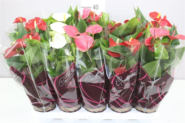 <h4>Anth An Gemengd</h4>