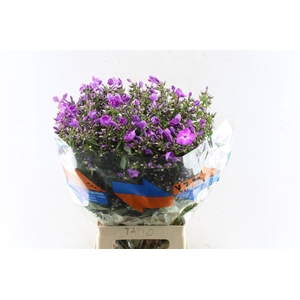 Phlox P Sky Eyes