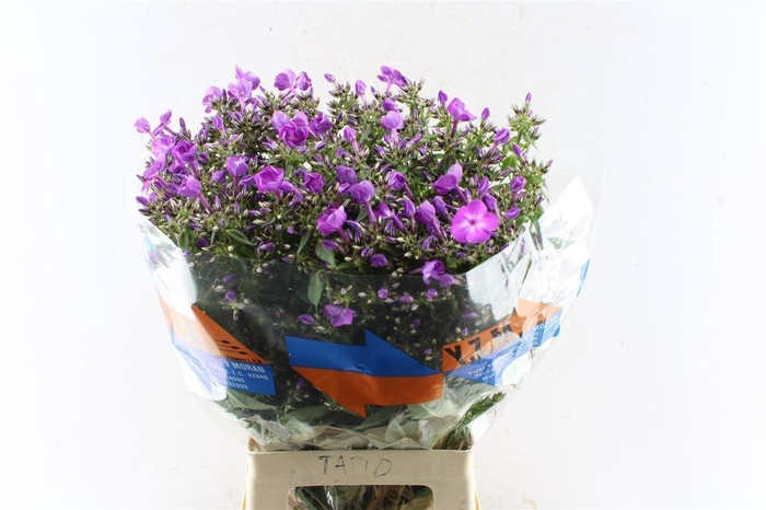 Phlox P Sky Eyes
