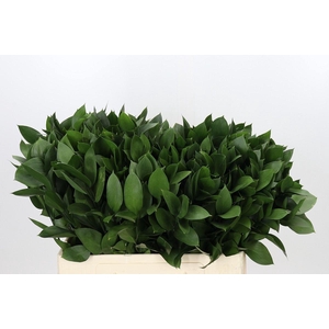 Ruscus aculeatus   ...groot blad