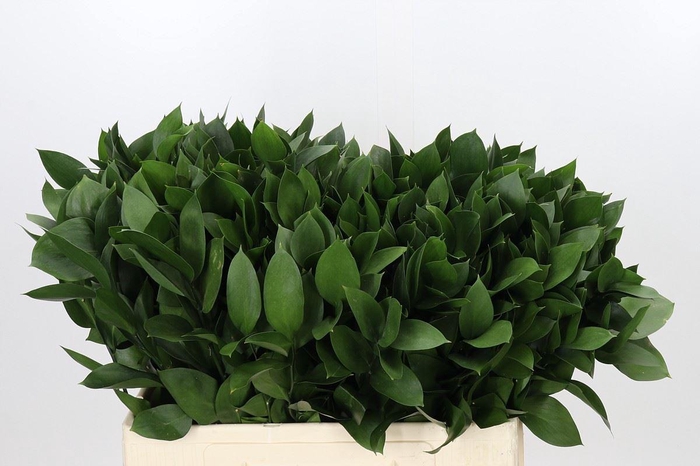 <h4>Ruscus aculeatus   ...groot blad</h4>