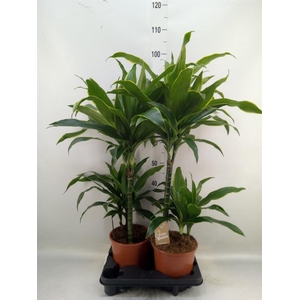 Dracaena fr de 'Art'