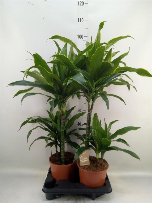 <h4>Dracaena fr de 'Art'</h4>
