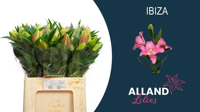 <h4>LI OR IBIZA</h4>