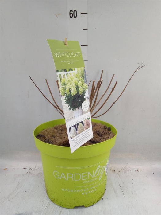 <h4>Hydrangea pan.</h4>