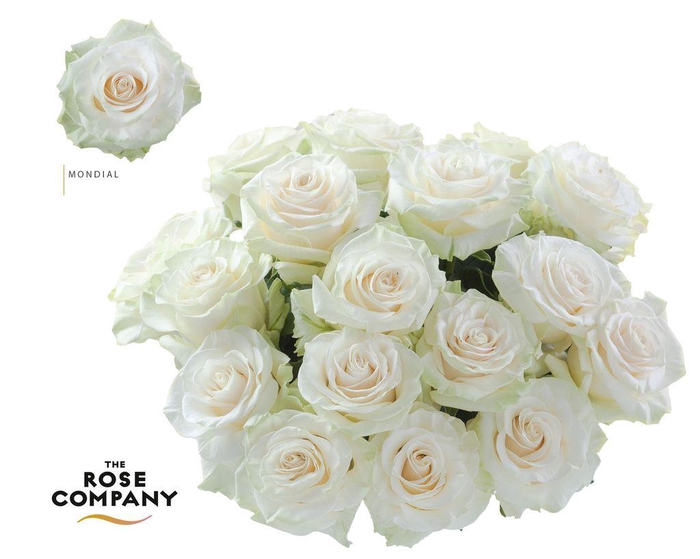 <h4>Rosa Ec Mondial</h4>