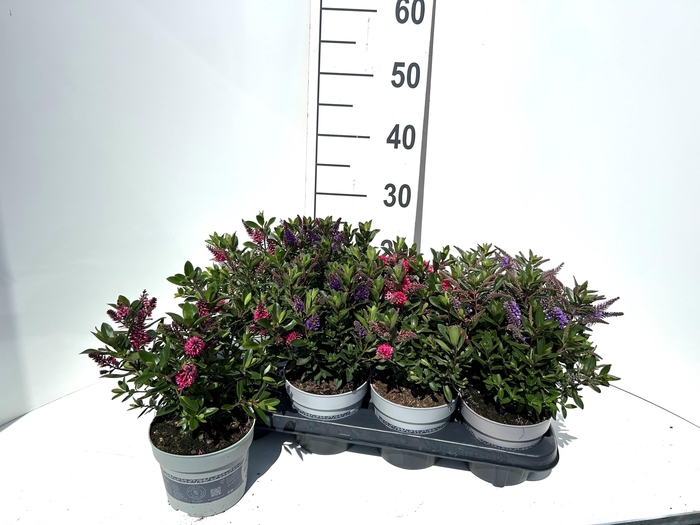<h4>HEBE ALL BLOOMS GEM</h4>