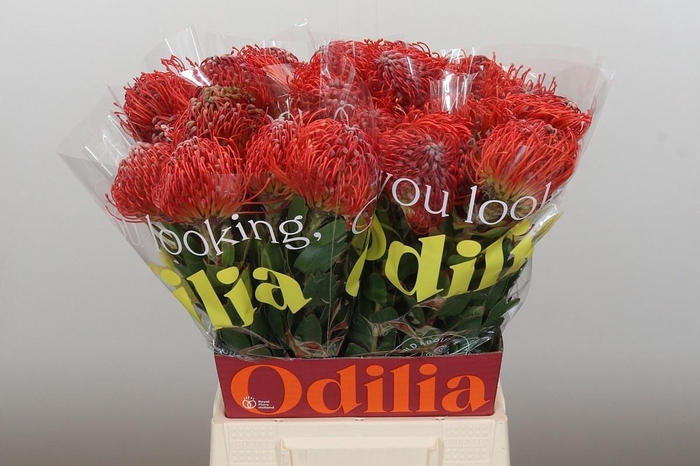 <h4>LEUCO CRIMSON</h4>