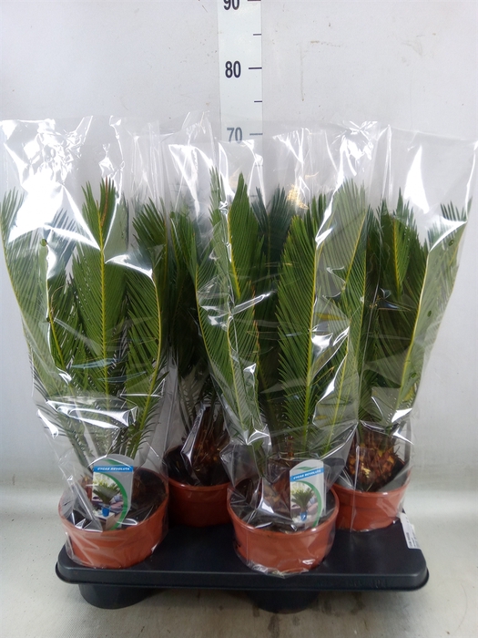 <h4>Cycas revoluta</h4>