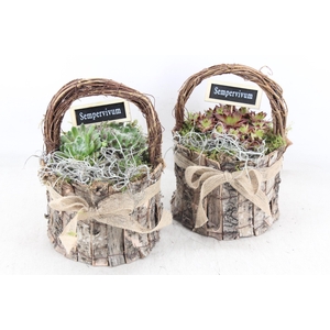 arr4 Semp JS - Schors hengselpotje kl. x4