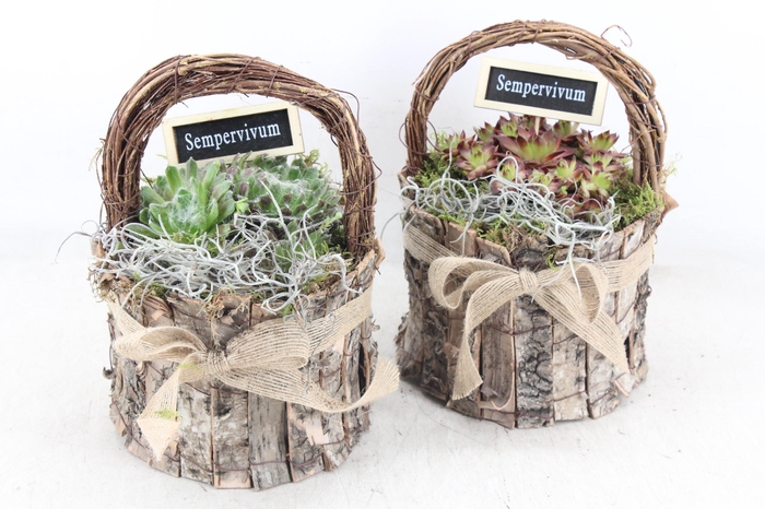 <h4>arr4 Semp JS - Schors hengselpotje kl. x4</h4>