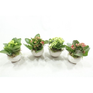 1249 KAL MINI KER MIX