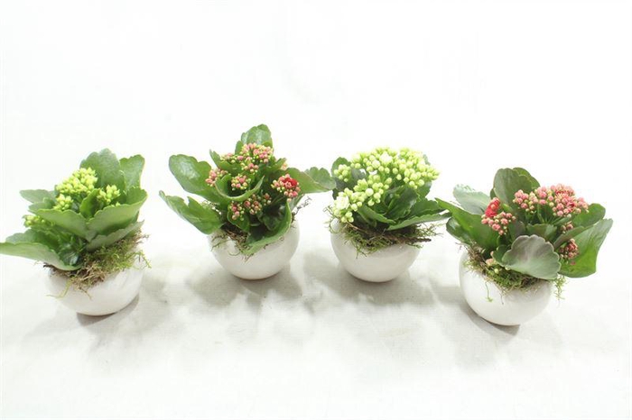 <h4>1249 KAL MINI KER MIX</h4>