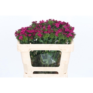 Di Barb Am Neon Cher